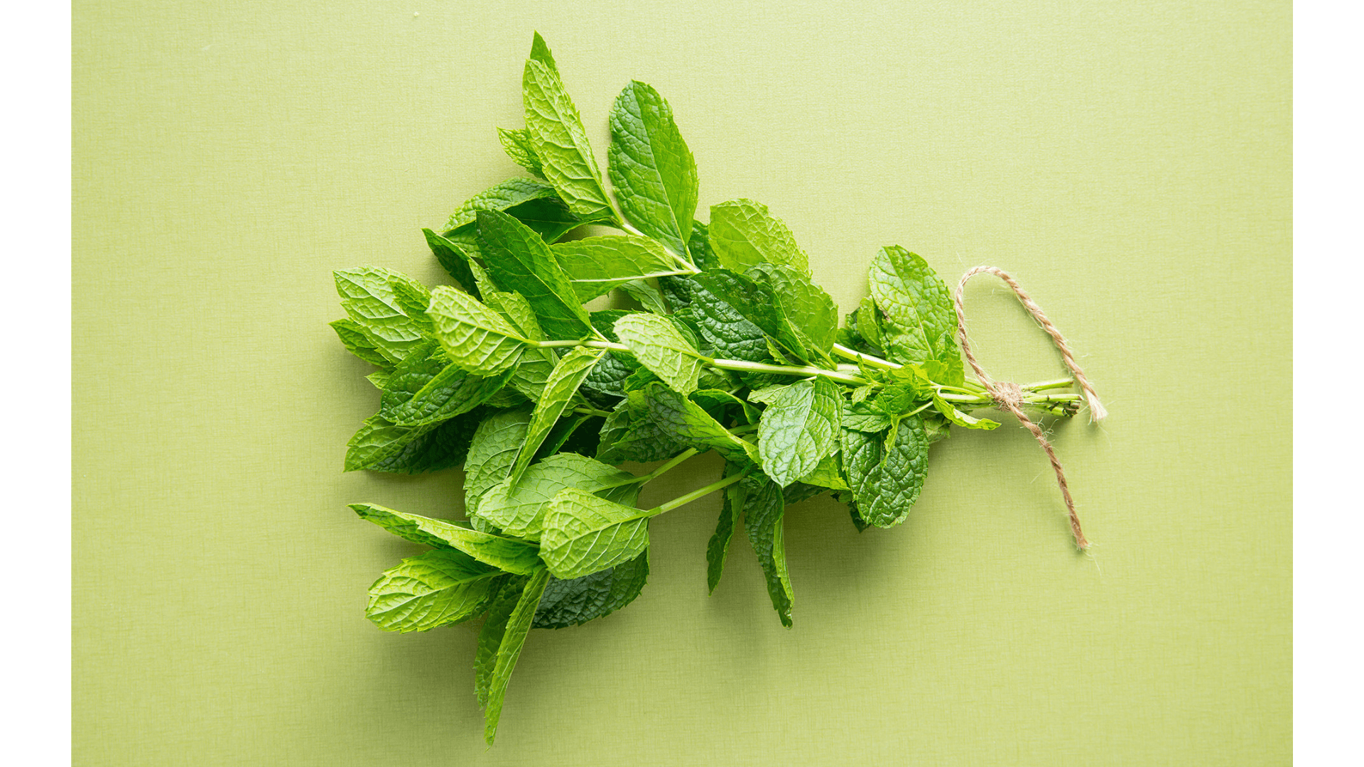 Mint Leaf