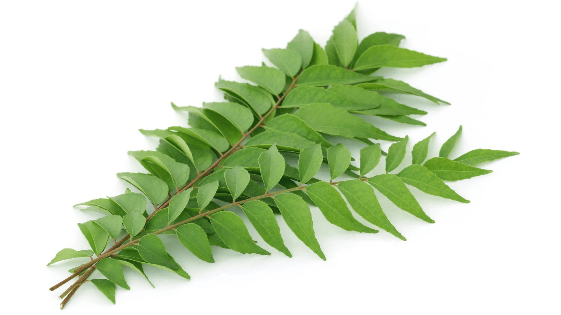 Curry Leaf