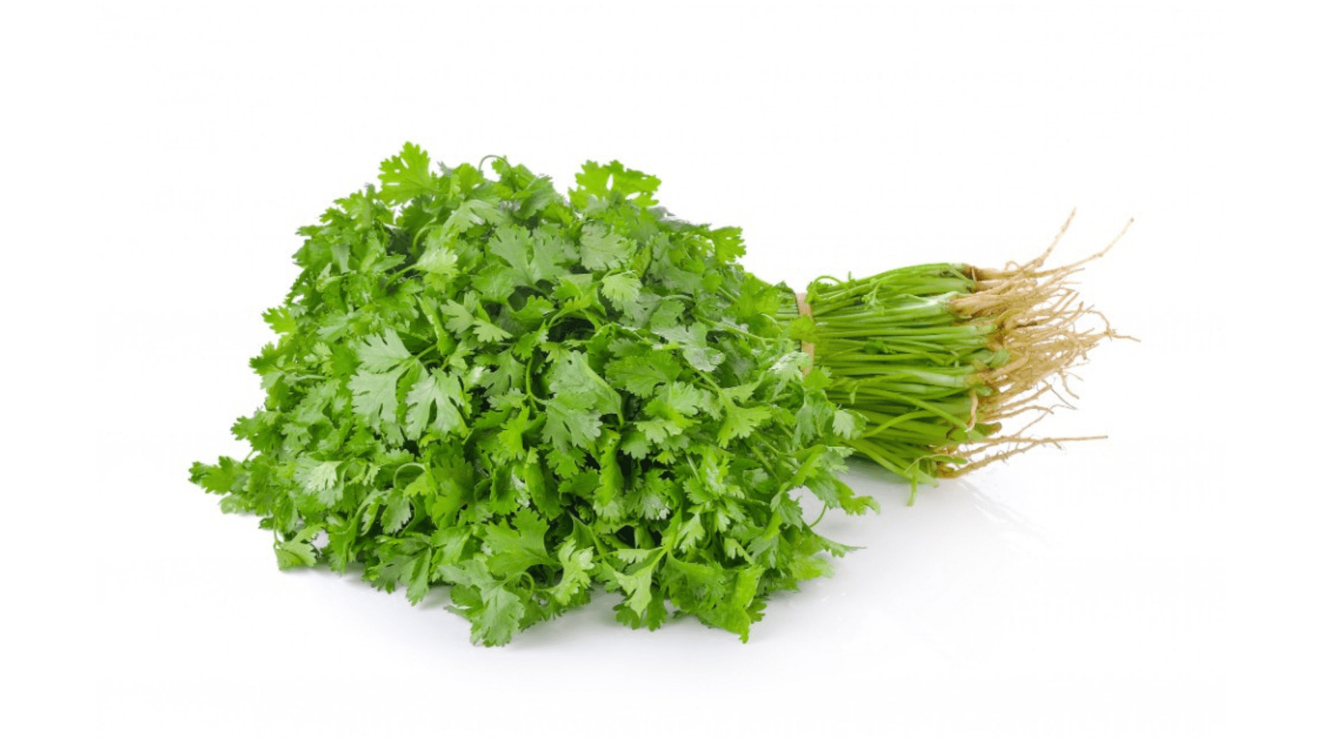 Coriander Leaf